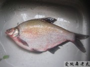 养生食谱大放送