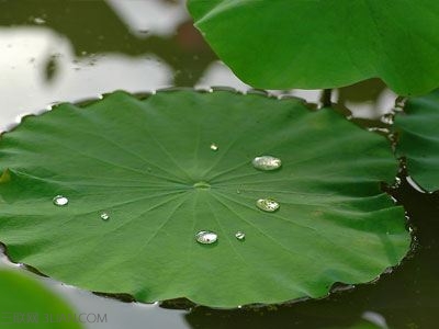 夏季多吃哪类菜