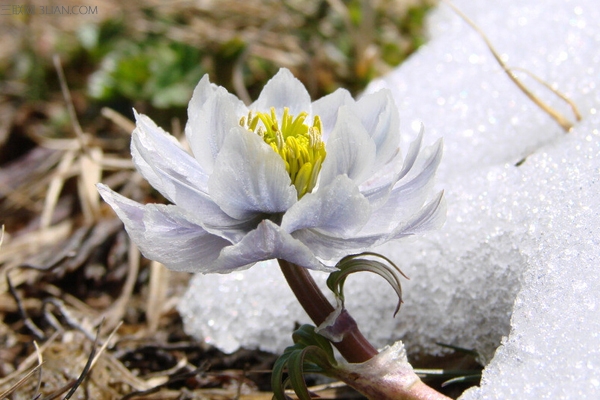 天山雪莲的功效与禁忌 名贵中药材的习性解析