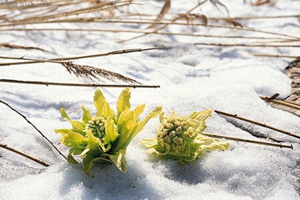 天山雪莲的功效与禁忌 名贵中药材的习性解析