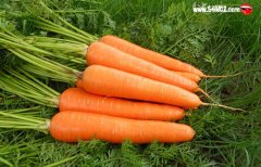 胡萝卜的功效与作用及营养价值有哪些?