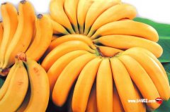 【芭蕉和香蕉的区别】芭蕉和香蕉的营养区别有哪些?