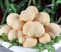 【猴头菇能治胃病吗】猴头菇怎么吃_猴头菇多少钱一斤
