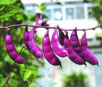 【花扁豆的功效与作用】花扁豆的营养价值_花扁豆的饮食禁忌