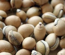 【白扁豆的副作用】白扁豆的饮食禁忌_白扁豆的营养与功效