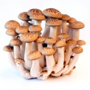 【蘑菇的种类】蘑菇有多少种