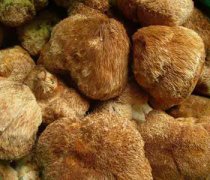 【猴头菇的功效与作用】猴头菇能治胃病吗_猴头菇的营养价值