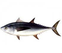 【金枪鱼的做法】金枪鱼的营养价值_孕妇能吃金枪鱼吗