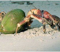 【椰子蟹好吃吗】椰子蟹怎么吃_椰子蟹的营养价值
