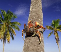 【椰子蟹多少钱一斤】椰子蟹能吃吗_椰子蟹怎么吃